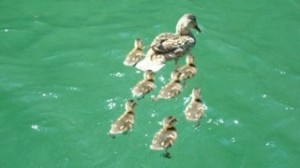 Ducks in a row - heading to organize their taxes